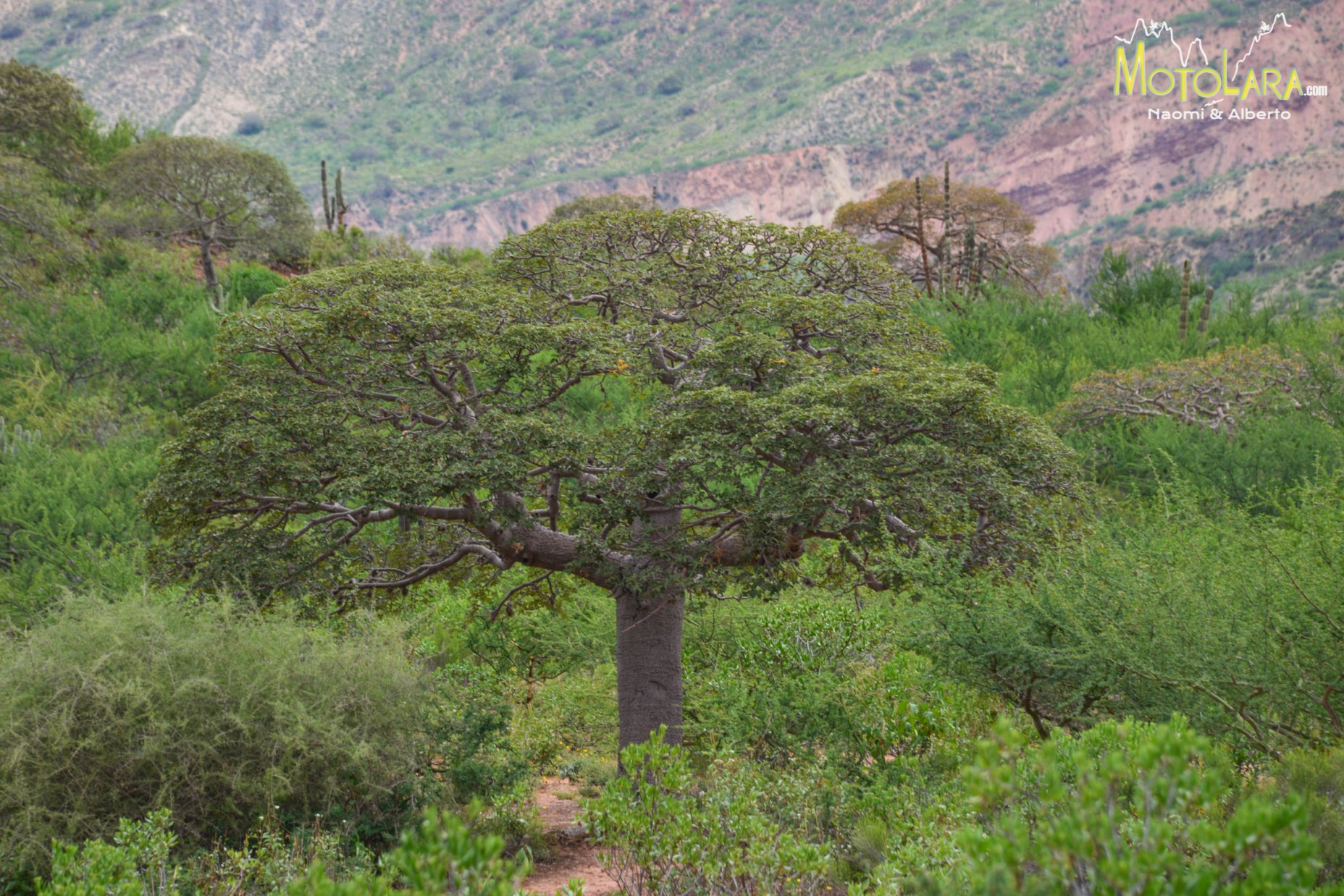 Cool trees in this area